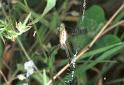 Argiope_bruennichi_F2216_Z_77_Les Gris_Frankrijk